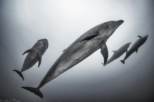 Tursiops truncatus (Tiputa pass, Rangiroa) by Mathieu Foulquié 
